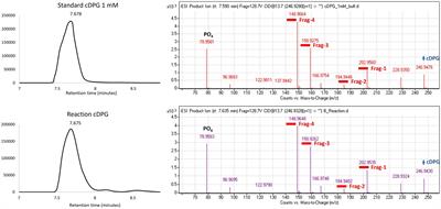 Structural characterization of a novel cyclic 2,3-diphosphoglycerate synthetase involved in extremolyte production in the archaeon Methanothermus fervidus